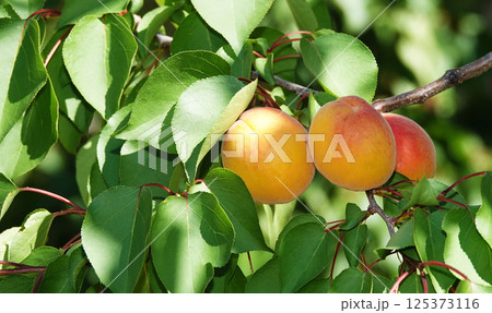 Lots ripe apricots on tree branches 125373116