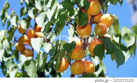 Lots ripe apricots on tree branches 125373125