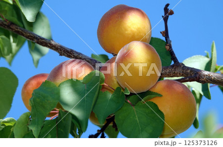 Lots ripe apricots on tree branches Lots ripe apricots on tree branches 125373126