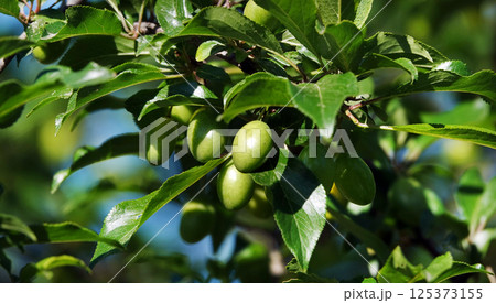 Green Plum Berries Spice on Tree Branches Green Plum Berries Spice on Tree Branches 125373155