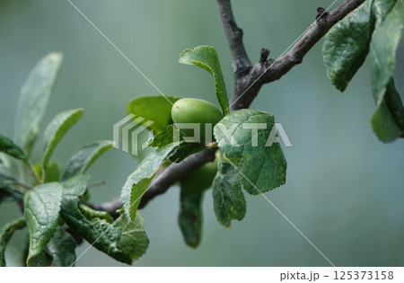 Still not ripe plums are picked up juice and spirited on tree branches 125373158