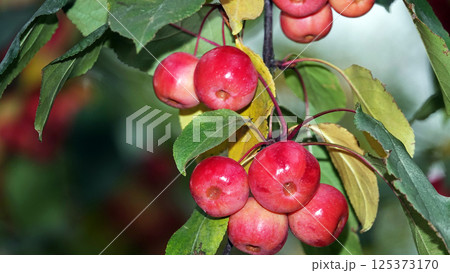 Many red and ripe ranetki branches of the tree paradise apples Many red and ripe ranetki branches of the tree paradise apples 125373170