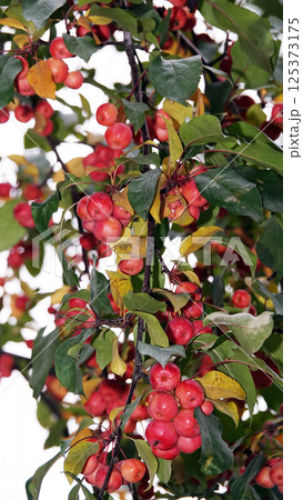 Many red and ripe ranetki branches of the tree paradise apples Many red and ripe ranetki branches of the tree paradise apples 125373175