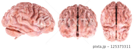 Human Brain. Top, front and side views. 3D rendering 125373311