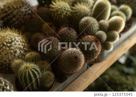 green small cacti on a shelf in a store green small cacti on a shelf in a store 125373345