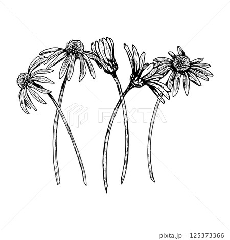 Botanical illustration of five wildflowers with thin stems and detailed petals. Black and white hand drawn composition featuring chamomile, echinacea, and similar field herbs. Ideal for prints and 125373366