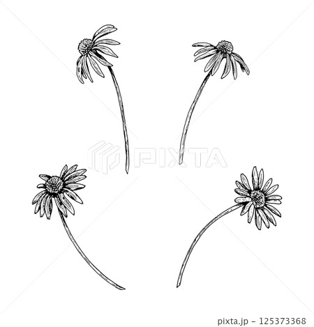 Set of hand drawn wildflowers with long curved stems. Botanical black and white sketch resembling chamomile, echinacea, or arnica. Perfect for herbal designs, packaging, and textile prints. 125373368