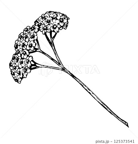 Vector illustration of yarrow flower with flat-topped cluster of small blooms on long stem. Hand-drawn black and white sketch for botanical design, medical herb uses, and floral compositions. Vector illustration of yarrow flower with flat-topped cluster of small blooms on long stem. Hand-drawn black and white sketch for botanical design, medical herb uses, and floral compositions. 125373541