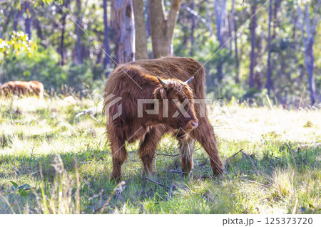 A hairy brown cow in a grassy field in regional Australia 125373720