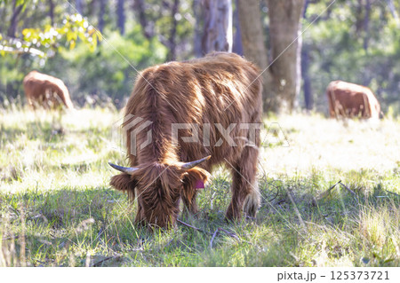 A hairy brown cow in a grassy field in regional Australia A hairy brown cow in a grassy field in regional Australia 125373721