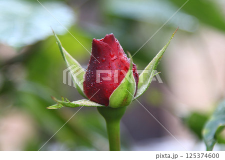Rose buds in the garden on a natural background after the rain. flowers and buds of red roses in dew drops. 125374600