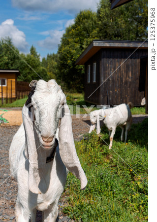 Portrait of white Nubian goat with long ears, looking at camera. Close-up wildlife concept. Vertical photo 125375968