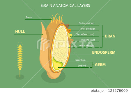 3D Isometric Flat Vector Illustration of Grain Anatomy, Bran, Endosperm, Germ, And Hull 125376009