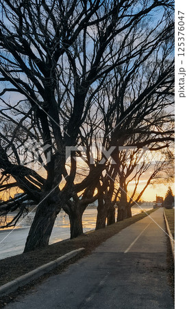 Leafless tree stands prominently by a riverside under a cloudy sky at dusk, with buildings in the distance. Soft reflections on icy water create a serene winter scene.  125376047