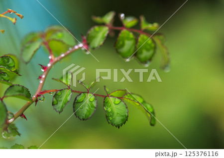 秋の森景色　雨に濡れたノイバラの葉 125376116