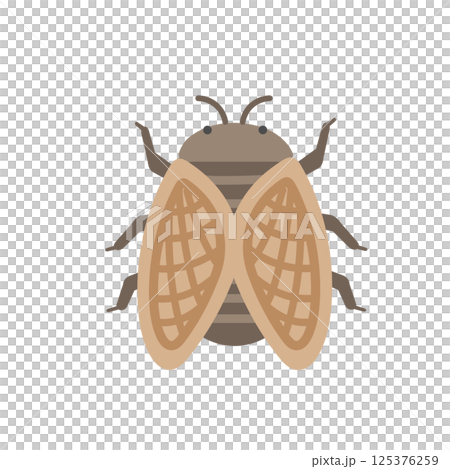Cicada illustration 125376259