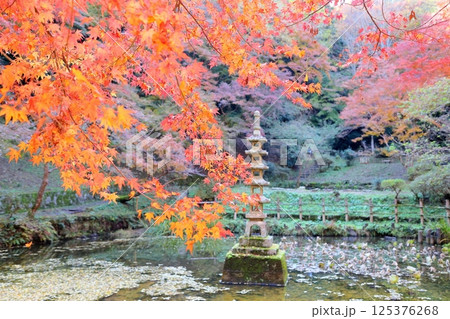 風情　秋の深まり　色づくイロハモミジ 125376268