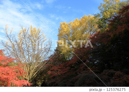 明るい 黄葉 イチョウの木 明るい 黄葉 イチョウの木 125376275