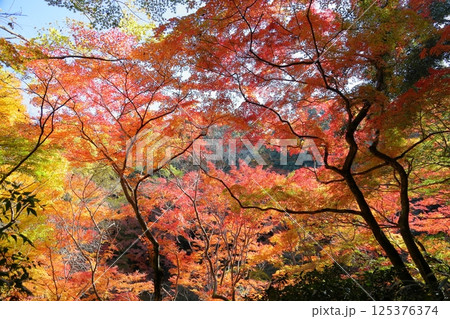 鮮やか イロハモミジの葉 鮮やか イロハモミジの葉 125376374