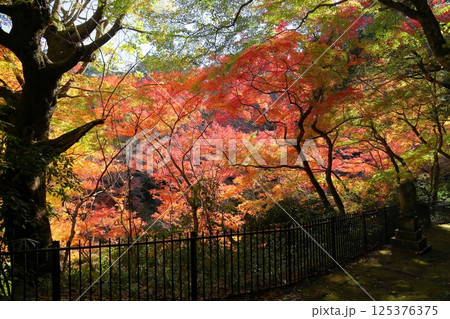 鮮やか イロハモミジの葉 鮮やか イロハモミジの葉 125376375