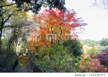 爽やか 色づく イロハモミジの葉 爽やか 色づく イロハモミジの葉 125376377