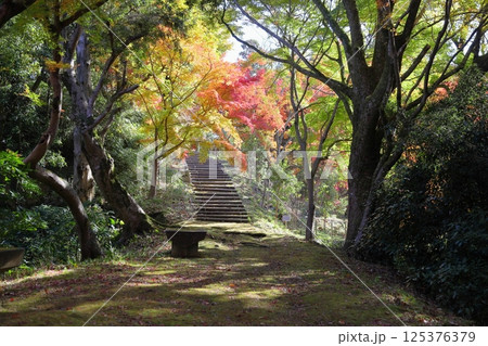 鮮やか　紅葉　イロハモミジ 125376379