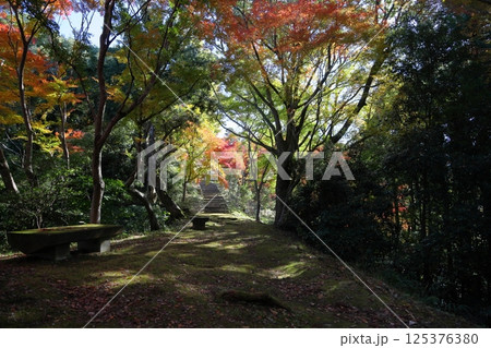 鮮やか　紅葉　イロハモミジ 125376380