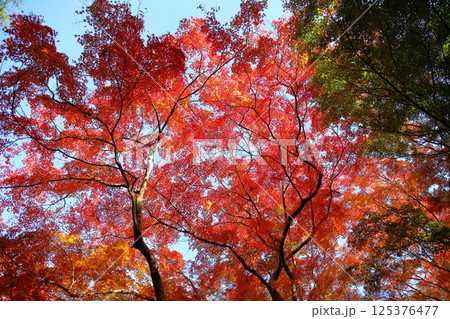 鮮やか　紅葉　イロハモミジの葉 125376477