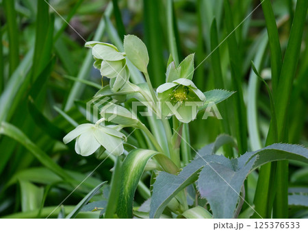 Blossom Majorcan Hellebore (lat.- Helleborus lividus) 125376533