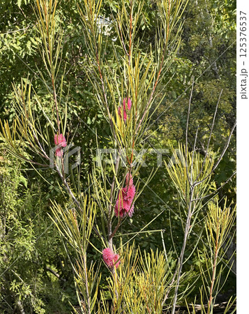 Blooming grass-leaved hakea (lat.- Hakea multilineata) 125376537