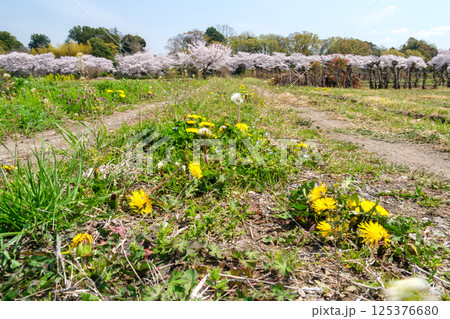 タンポポと桜 125376680