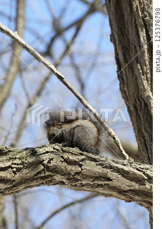 木の実を食べるエゾリス 125376798