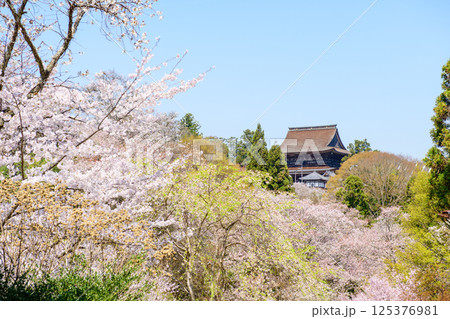 満開の桜と国宝金峯山寺蔵王堂 吉水神社参道より 奈良県 満開の桜と国宝金峯山寺蔵王堂 吉水神社参道より 奈良県 125376981