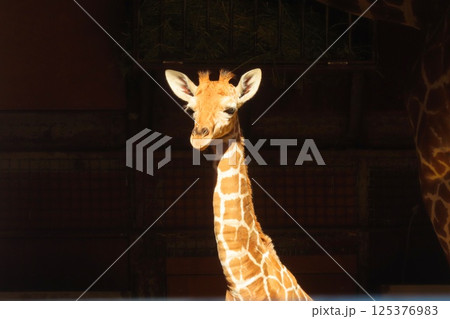 アミメキリンの赤ちゃん 125376983