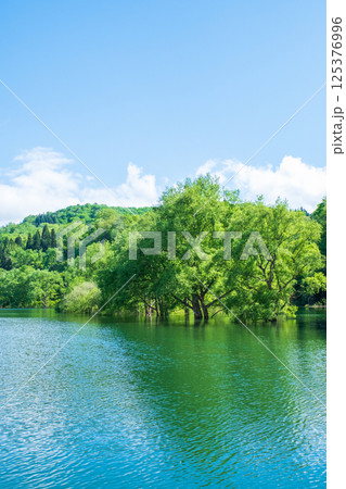 白川湖の水没林 白川湖の水没林 125376996