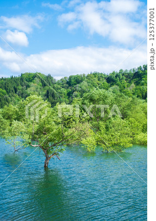 白川湖の水没林 125377001