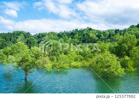 白川湖の水没林 125377002