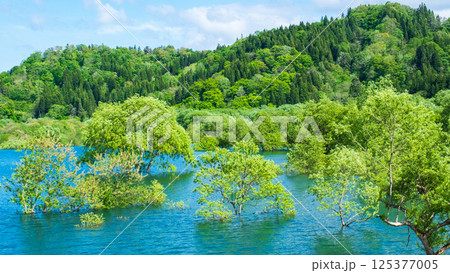 白川湖の水没林 125377005