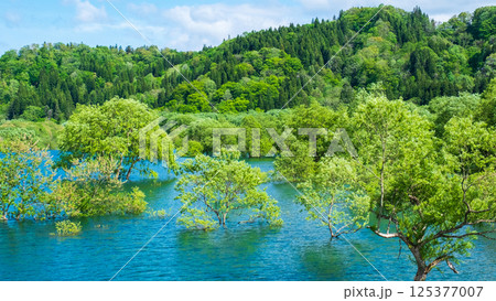 白川湖の水没林 125377007