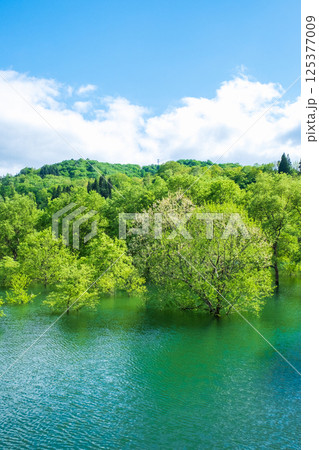 白川湖の水没林 125377009