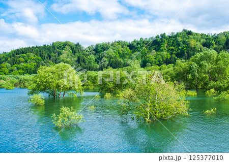 白川湖の水没林 125377010