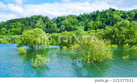 白川湖の水没林 白川湖の水没林 125377011