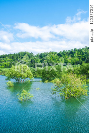 白川湖の水没林 125377014
