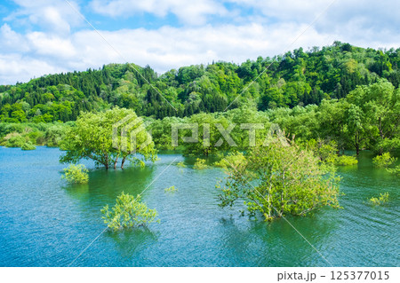 白川湖の水没林 125377015