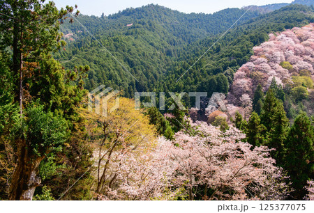 爽やかな春を迎えた吉野山　一目千本　吉水神社より　奈良県 125377075
