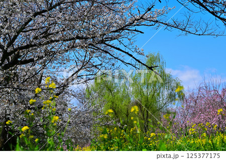 満開の桜 菜の花 新緑の風景 満開の桜 菜の花 新緑の風景 125377175