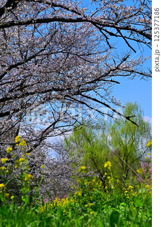 満開の桜 菜の花 新緑の風景 満開の桜 菜の花 新緑の風景 125377186