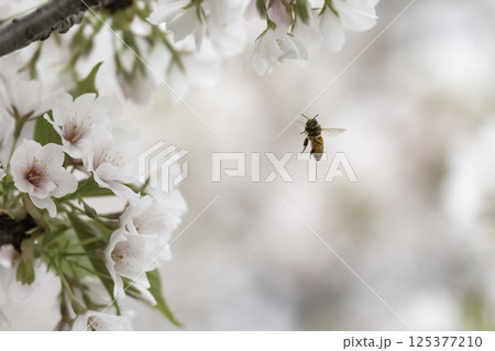 満開のさくらの花で集密するミツバチ 125377210
