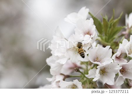 満開のさくらの花で集密するミツバチ 満開のさくらの花で集密するミツバチ 125377211
