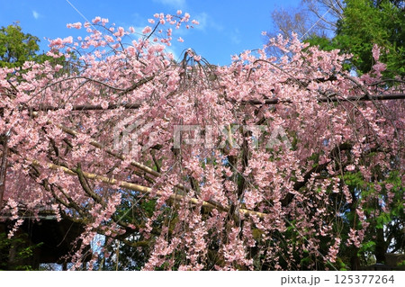 水火天満宮　紅枝垂れ桜 125377264
